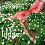 Lifelover (SWE) - Pulver GREEN LP