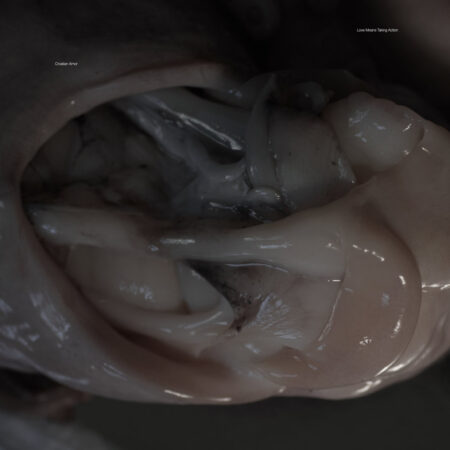 Croatian Amor (DNK) – Love Means Taking Action LP