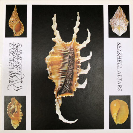 Rainforest Spiritual Enslavement (USA) - Seashell Altars 4xMC BOX